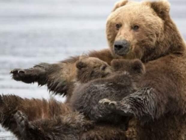 Медведица отчаянно пытается своего малыша на обрыве