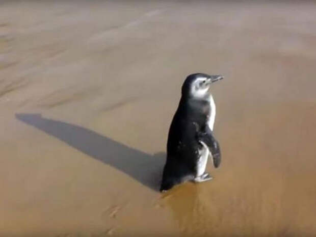 Удивительный пингвин, который ведет себя не так, как остальные птицы.