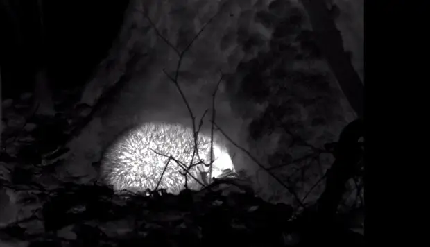 Необычные съёмки ежей, проснувшихся в Петербурге: они зевают и светятся в темноте всем телом