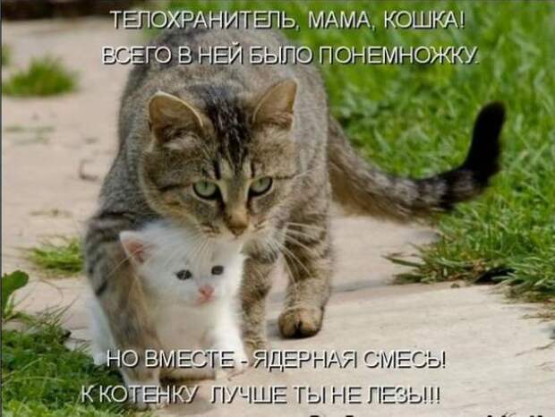 Лучшие котоматрицы от 13.08.11