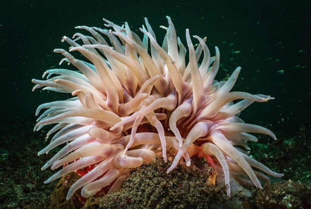 Морской анемон. Морской анемон.