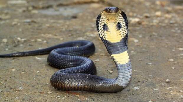 Королевская кобра  животные, змеи, кобра, рептилии, страх, факты