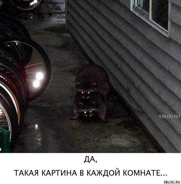 Пятничный позитив! Смотрим, заряжаемся на выходные! 20 прикольных картинок.