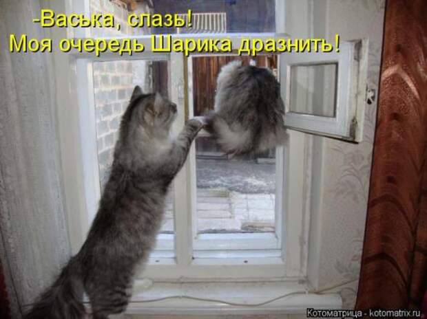 Котоматрицы(картинки с надписями)