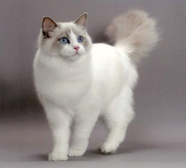 Порода крупных домашних кошек с голубыми глазами и длинной, густой, шелковистой шерстью, легко поддающейся расчесыванию.