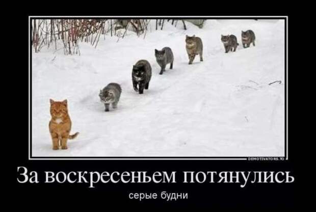 Прикольные демотиваторы с надписями. Подборка chert-poberi-dem-chert-poberi-dem-57290913072020-1 картинка chert-poberi-dem-57290913072020-1