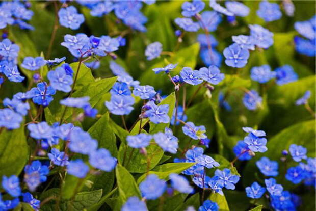 Пупочник каппадокийский Omphalodes cappadocica