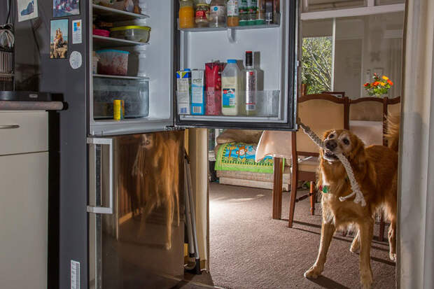 Портреты самых трудолюбивых собак в мире от Эндрю Флейдбо-29