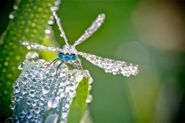 Удивительное макро: насекомые в капельках росы от Дэвида Шамбона красиво, красивые фото, макро, макро фото, насекомые, природа, фото, фотограф