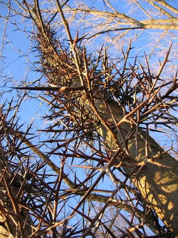 Деревья с шипами на ветках фото и названия в россии