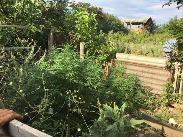 Курское измяли марихуану
