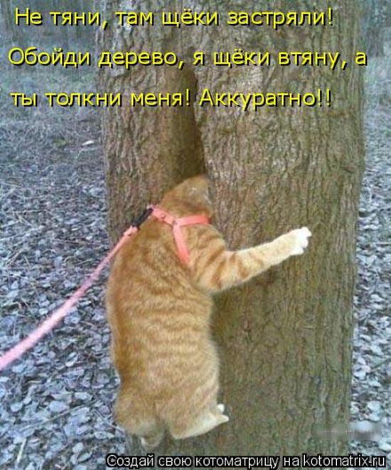 Лучшие котоматрицы недели (50 фото)