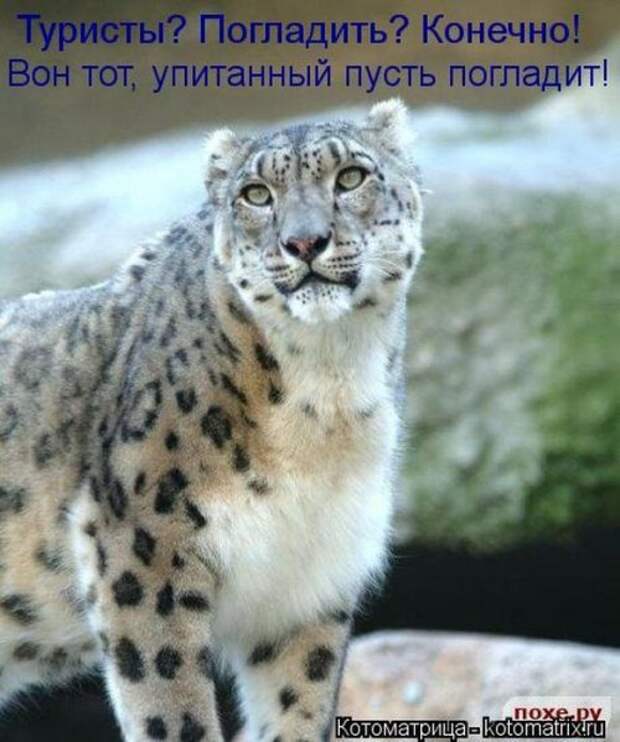 Лучшие котоматрицы за неделю (36 шт)