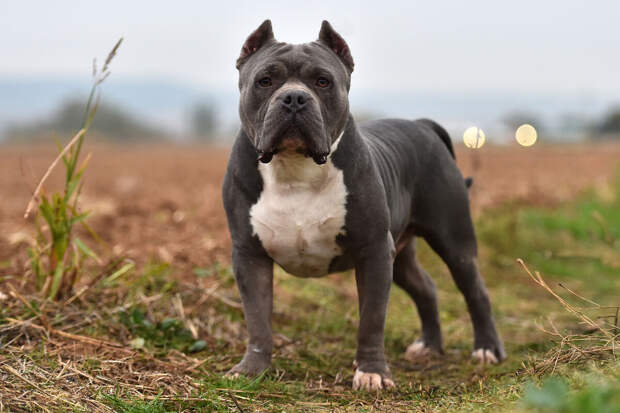 The Sun: собака напала на годовалого мальчика и вгрызлась ему в лицо