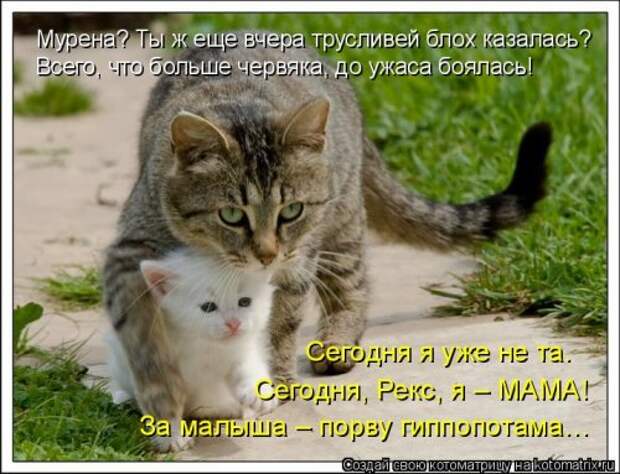 Новая котоматрица (36 фото)