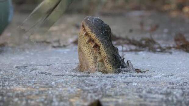 В США из-за аномальных холодов крокодилы буквально в лед вмерзли! 02