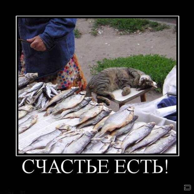Позитивные демотиваторы для веселья (11 фото)