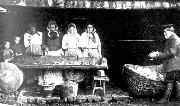 Рубка и закладка капусты для квашения в зиму. Фото конец 19-го столетия. 