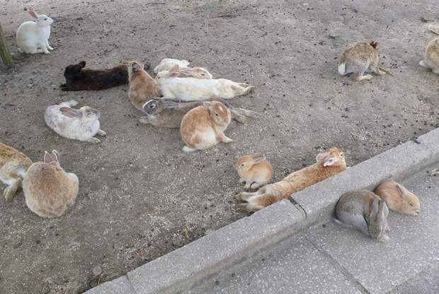 rabbitisland05 rabbitisland05 Окуносима – остров кроликов