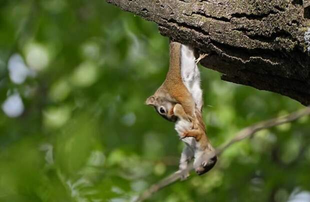 Бельчонок выпал из дупла и мать попыталась вернуть его обратно