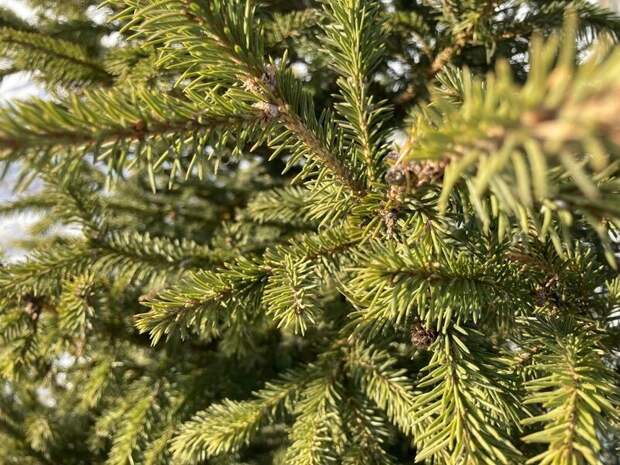 На площади Труда установят новую елку