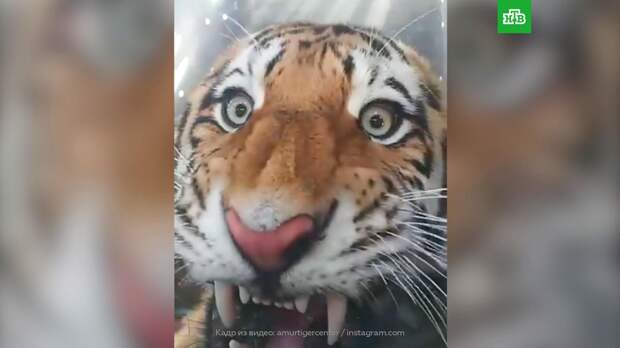 Тигра, нападавшего на собак в Приморье, перевезли в дикую природу