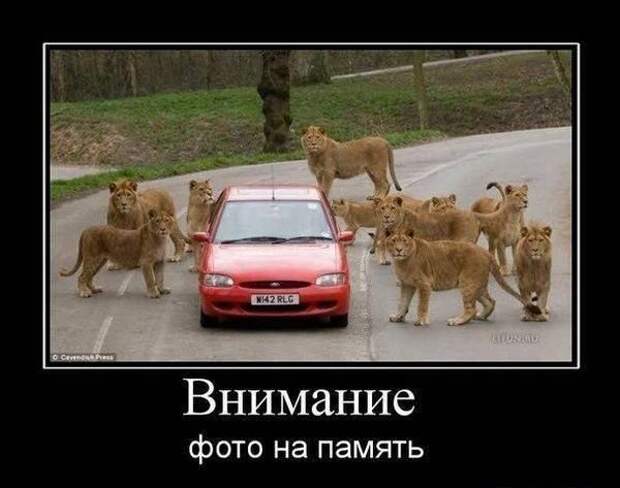 Демотиваторы про животных Демотиваторы про животных