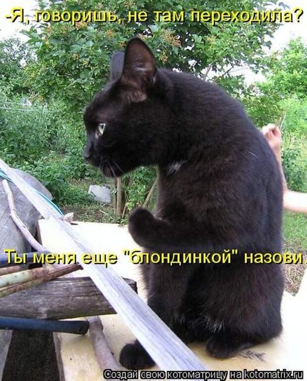 Котоматрицы(картинки с надписями)