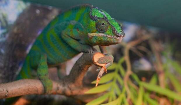 Полосатый водный варан и пантеровый хамелеон поселились в Московском зоопарке