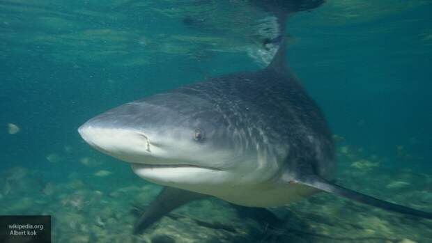 Два новых вида пилоносых акул нашли в водах Мадагаскара