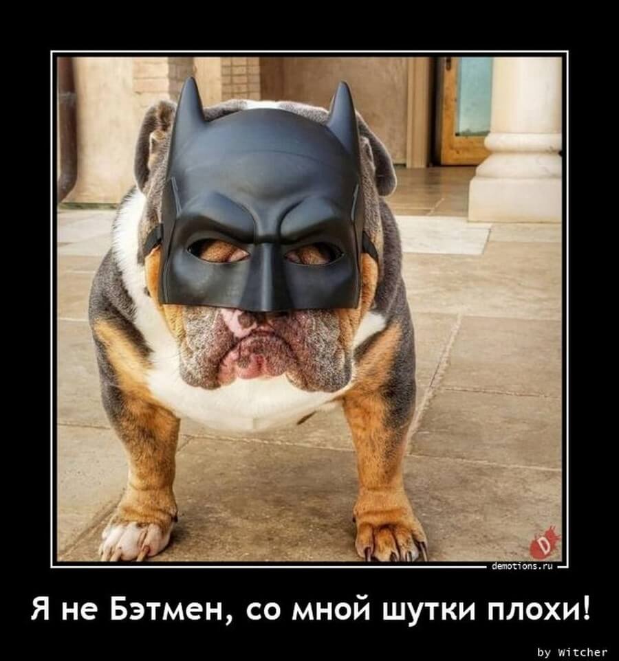 Пятничные демотиваторы: праздники, социум и живность