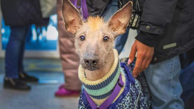 7 редких и удивительных пород собак, о которых вы вряд ли знаете