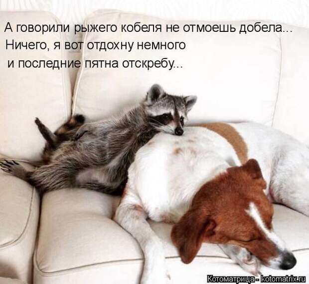 Лучшие котоматрицы недели (50 фото)