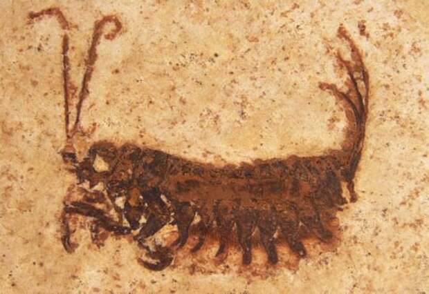 Личинка одного из представителей отряда Coxoplectoptera (здесь и ниже фото Staatliches Museum für Naturkunde Stuttgart).