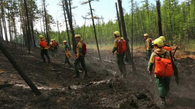 В Сибири выявлены случаи намеренного поджога леса