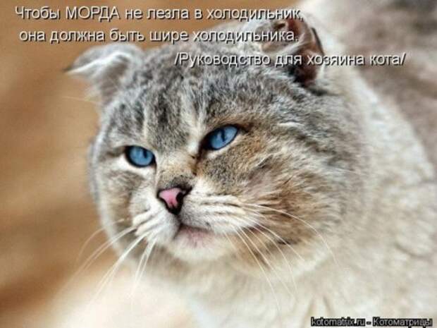Веселая котоматрица