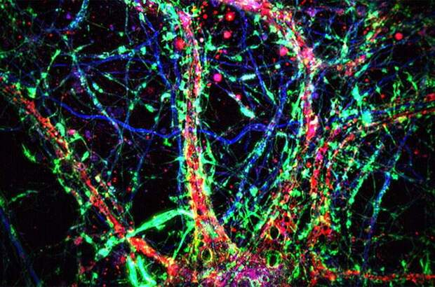Нейроны общаются по трубкам