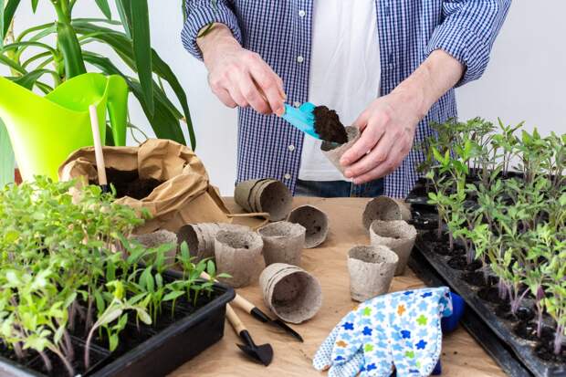 Черная ножка у рассады и взрослых растений: что это за болезнь и как с ней бороться