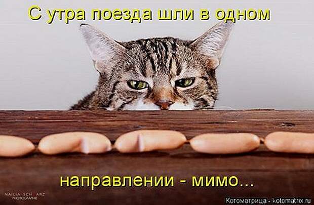 1419612317_kotomatricy