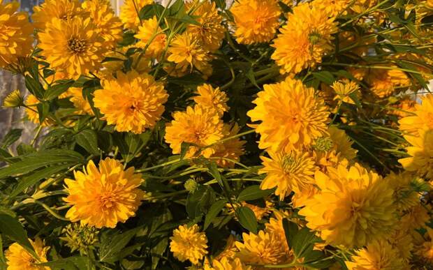 Рязанцам рассказали о погоде на лето 2026 года