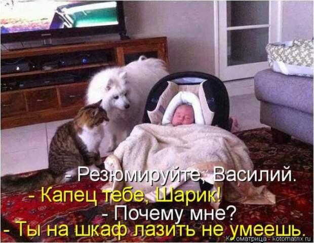 Котоматрицы (картинки с надписями)