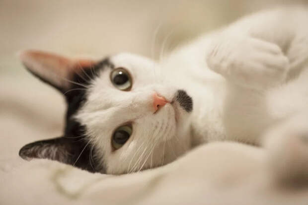 Почему кот смотрит на вас пустым взглядом? Как на самом деле устроена память кошек