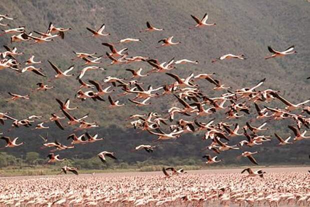 Десятки тушек птиц обнаружили после столкновения самолета со стаей фламинго