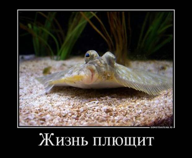 Новые демотиваторы на Бугаге (17 шт)