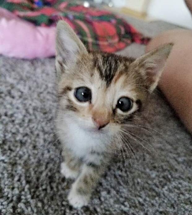 Без кота и жизнь не та