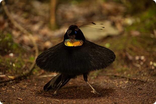 Западная паротия (лат. Parotia sefilata)