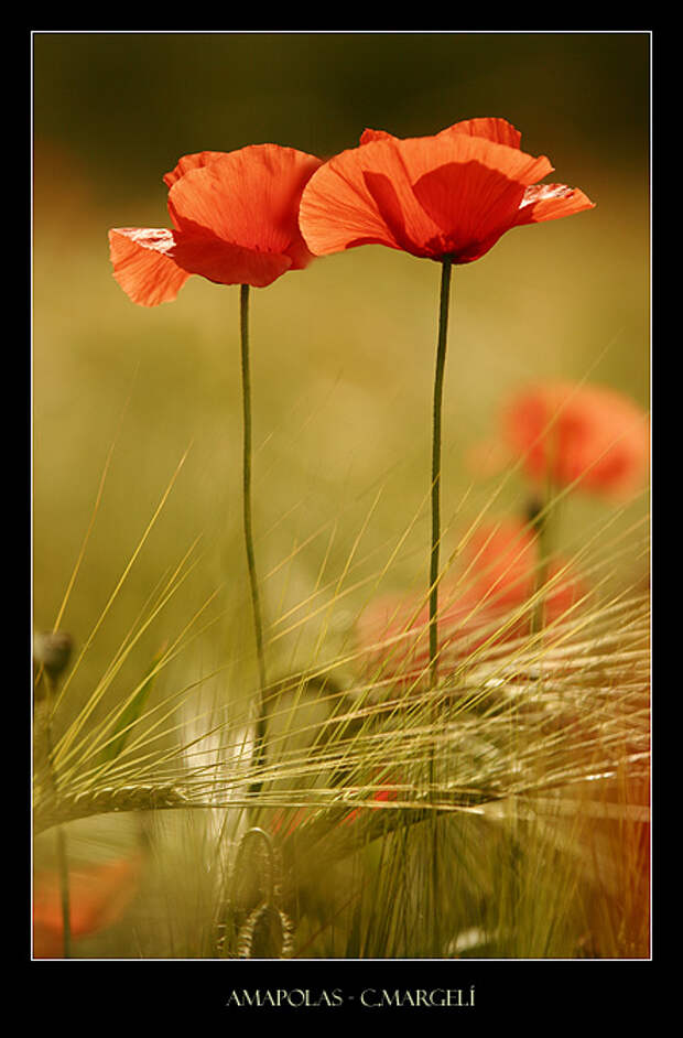 Amapolas