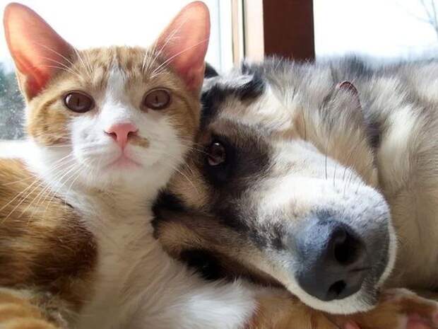 Кот и пёс  кот, кошка, пёс, собака