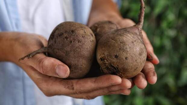 Берегите ваше время: как сварить свеклу втрое быстрее
