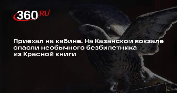 Московские железнодорожники спасли канюка из Красной книги Москвы